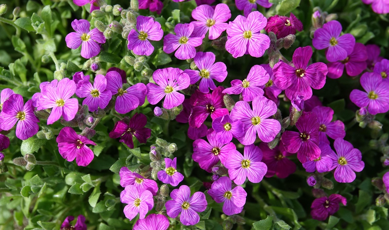 365花园最新视频，让每个日常，都开满鲜花