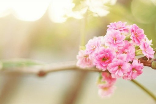 美国将于6月14日举行阅兵式 美媒报当天是特朗普生日